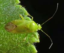 Miridae - Apolygus lucorum
